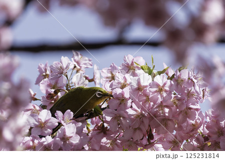 満開の桜の蜜を吸うメジロ 満開の桜の蜜を吸うメジロ 125231814