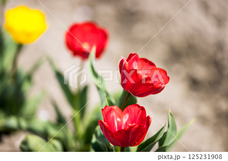 東京都羽村市　根がらみ前水田チューリップ祭り 125231908