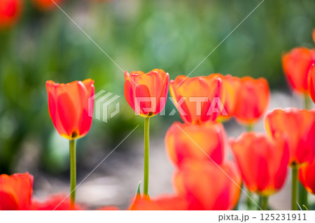 東京都羽村市 根がらみ前水田チューリップ祭り 東京都羽村市 根がらみ前水田チューリップ祭り 125231911