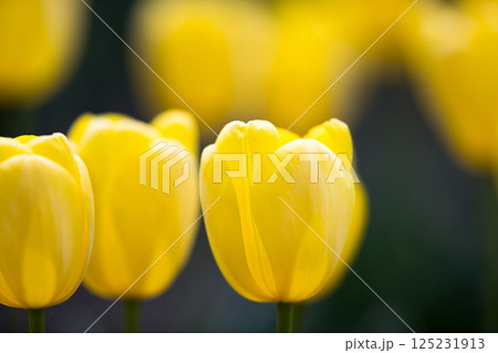 東京都羽村市 根がらみ前水田チューリップ祭り 東京都羽村市 根がらみ前水田チューリップ祭り 125231913