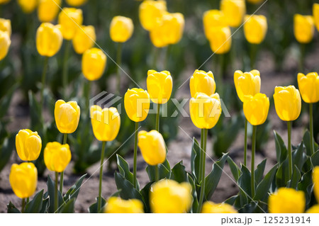 東京都羽村市 根がらみ前水田チューリップ祭り 東京都羽村市 根がらみ前水田チューリップ祭り 125231914