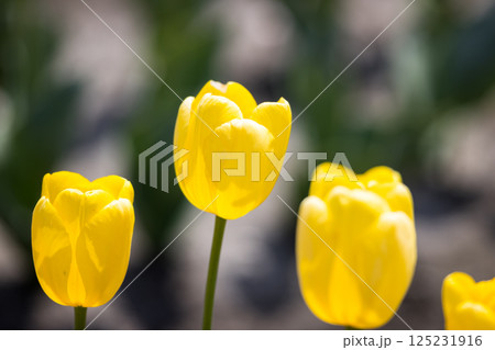 東京都羽村市 根がらみ前水田チューリップ祭り 東京都羽村市 根がらみ前水田チューリップ祭り 125231916