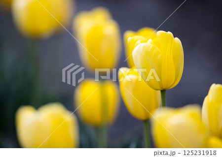 東京都羽村市 根がらみ前水田チューリップ祭り 東京都羽村市 根がらみ前水田チューリップ祭り 125231918