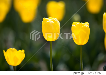 東京都羽村市 根がらみ前水田チューリップ祭り 東京都羽村市 根がらみ前水田チューリップ祭り 125231920