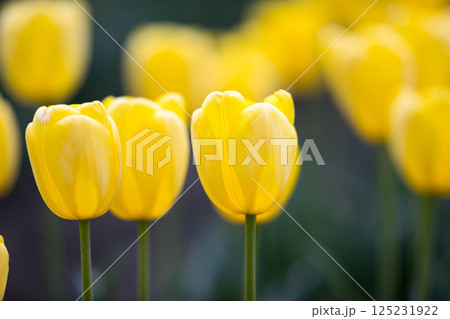 東京都羽村市 根がらみ前水田チューリップ祭り 東京都羽村市 根がらみ前水田チューリップ祭り 125231922