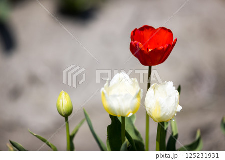 東京都羽村市　根がらみ前水田チューリップ祭り 125231931