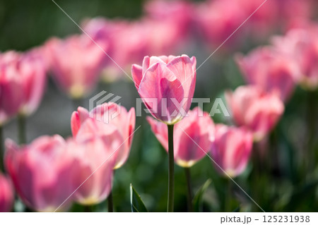 東京都羽村市 根がらみ前水田チューリップ祭り 東京都羽村市 根がらみ前水田チューリップ祭り 125231938