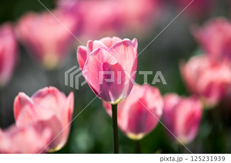 東京都羽村市 根がらみ前水田チューリップ祭り 東京都羽村市 根がらみ前水田チューリップ祭り 125231939