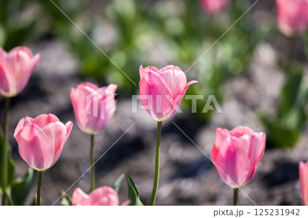 東京都羽村市　根がらみ前水田チューリップ祭り 125231942