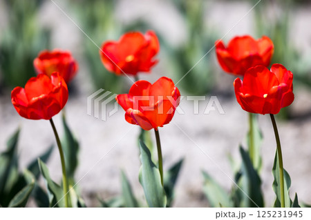 東京都羽村市 根がらみ前水田チューリップ祭り 東京都羽村市 根がらみ前水田チューリップ祭り 125231945