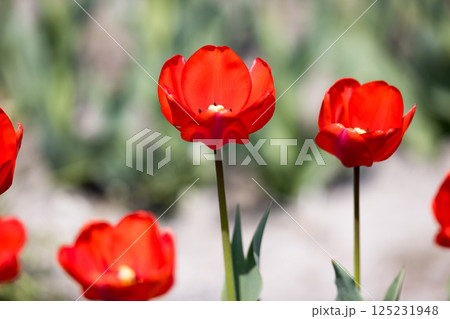 東京都羽村市　根がらみ前水田チューリップ祭り 125231948