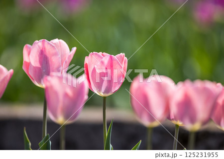 東京都羽村市 根がらみ前水田チューリップ祭り 東京都羽村市 根がらみ前水田チューリップ祭り 125231955