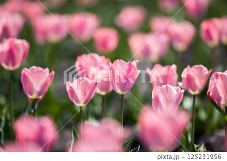 東京都羽村市 根がらみ前水田チューリップ祭り 東京都羽村市 根がらみ前水田チューリップ祭り 125231956