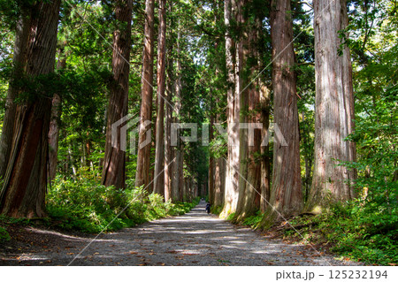 戸隠神社奥社　参道の杉並木 125232194