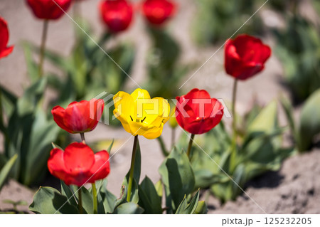 東京都羽村 根がらみ前水田チューリップ祭り 東京都羽村 根がらみ前水田チューリップ祭り 125232205