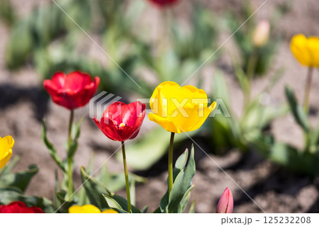 東京都羽村 根がらみ前水田チューリップ祭り 東京都羽村 根がらみ前水田チューリップ祭り 125232208