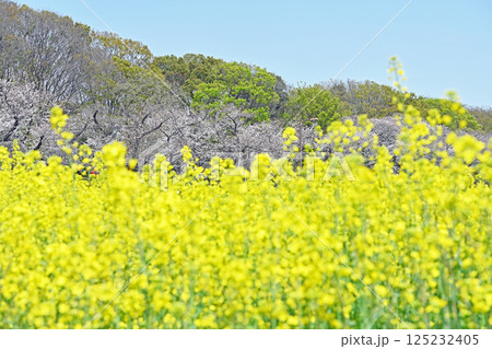 菜の花畑のある風景 菜の花畑のある風景 125232405