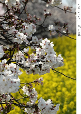 春の光を浴びる桜と菜の花 125232507
