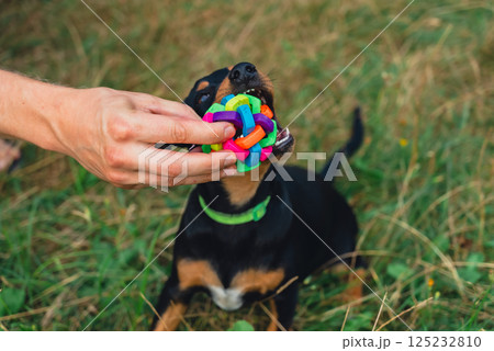 Deutscher Jagdterrier dog playing outside with ball. Terrier playing with colorful toy in grass lawn during summer. Pet humanization Deutscher Jagdterrier dog playing outside with ball. Terrier playing with colorful toy in grass lawn during summer. Pet humanization 125232810