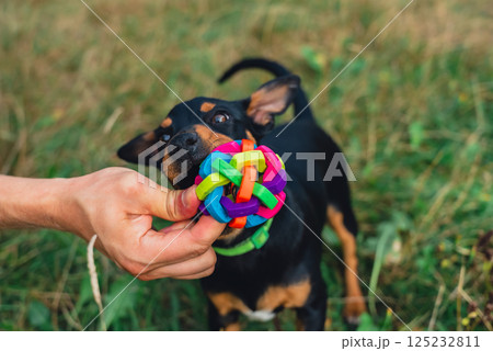 Happy dog running outdoors with ball dog toy in mouth. Active pet enjoying summertime outdoors. Puppy in green meadow playful companionship Happy dog running outdoors with ball dog toy in mouth. Active pet enjoying summertime outdoors. Puppy in green meadow playful companionship 125232811