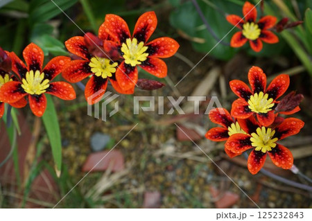 スパラキシス(水仙アヤメ)開花　雨の雫 125232843