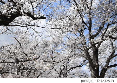 桜 125232914