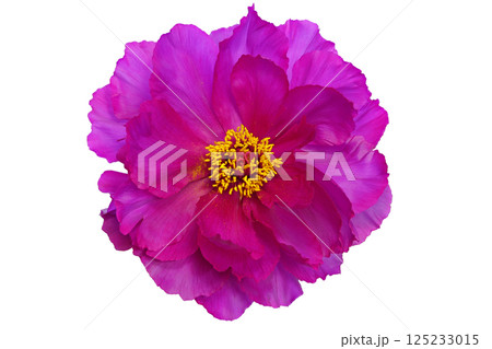 【牡丹 (深度合成)】 125233015