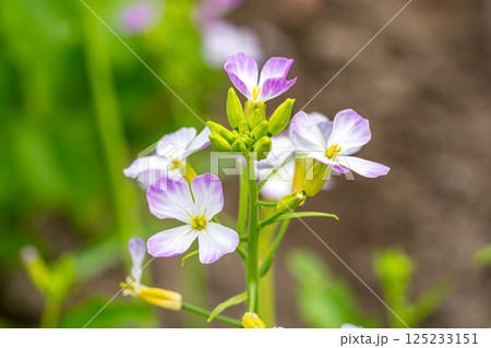 可愛らしい春の花~ハマダイコン~ 可愛らしい春の花~ハマダイコン~ 125233151