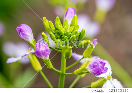可愛らしい春の花～ハマダイコン～ 125233152