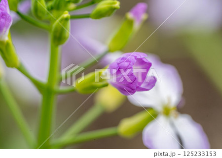 可愛らしい春の花~ハマダイコン~ 可愛らしい春の花~ハマダイコン~ 125233153