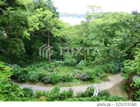 伊豆の下田公園のあじさい（静岡県下田市） 125233160