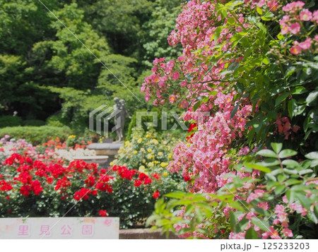 バラ園(千葉・里見公園) バラ園(千葉・里見公園) 125233203