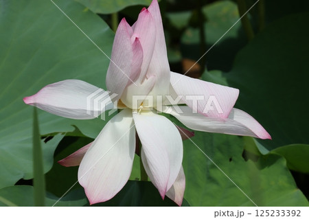 午前中に美しく開花する篠山城蓮ー九 午前中に美しく開花する篠山城蓮ー九 125233392