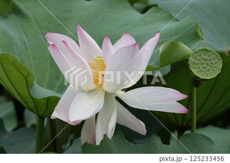 午前中に美しく開花する篠山城蓮ー拾 125233456