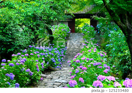 風情ある石畳とあじさいの参道　瑞雲山本光寺　 125233480