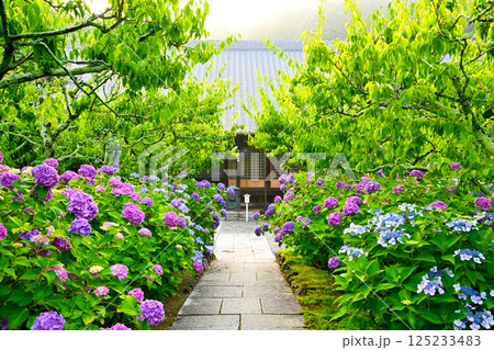 瑞雲山本光寺本堂と境内の紫陽花 瑞雲山本光寺本堂と境内の紫陽花 125233483