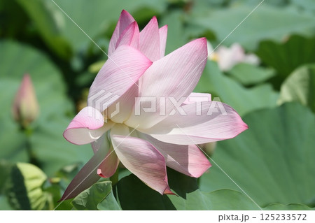 夏の風物詩となるハスの復活ー九 125233572