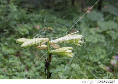 トンボが止まったウバユリの花/長野県八千穂高原・8月 トンボが止まったウバユリの花/長野県八千穂高原・8月 125233587