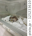 ジュウサンセンジリス 125233610