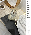 リチャードソンジリス 125233611