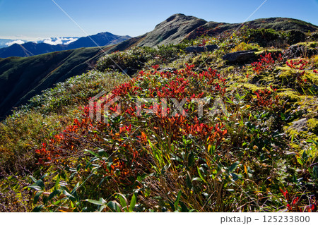 飯豊連峰・主稜線縦走路の紅葉と烏帽子岳・飯豊本山の眺め 飯豊連峰・主稜線縦走路の紅葉と烏帽子岳・飯豊本山の眺め 125233800