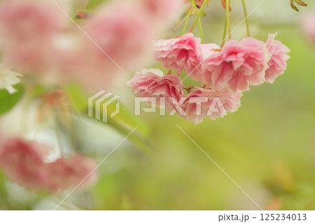 満開の八重桜 125234013