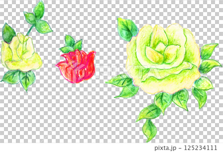 用水彩筆畫的白玫瑰 125234111