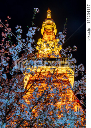 「東京タワー」満開の夜桜と東京タワーの風景 「東京タワー」満開の夜桜と東京タワーの風景 125234157
