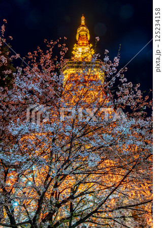 「東京タワー」満開の夜桜と東京タワーの風景 125234158