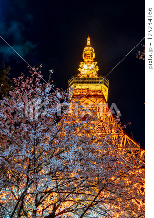 「東京タワー」満開の夜桜と東京タワーの風景 「東京タワー」満開の夜桜と東京タワーの風景 125234166