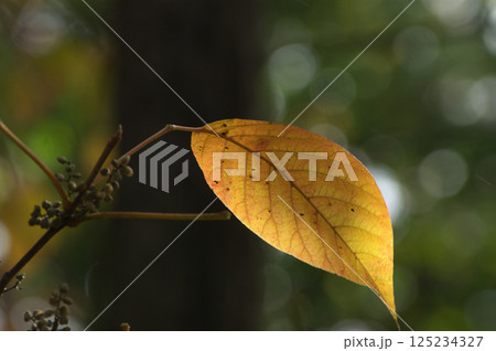 紅葉した葉 紅葉した葉 125234327