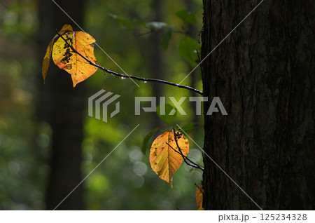 紅葉した葉 紅葉した葉 125234328