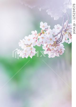 桜の花 125234578