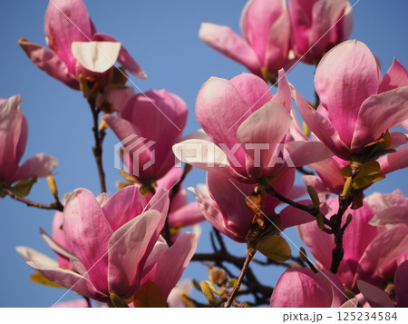 マグノリア スーランジェアナ アレクサンドリナ マグノリア スーランジェアナ アレクサンドリナ 125234584